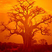Majestic Sunset Tree Poster