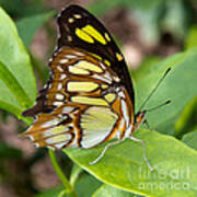 Malachite Butterfly Poster