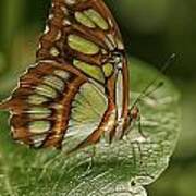 Malachite Butterfly Poster