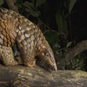 Malayan Pangolin Eating Ants Vietnam Poster