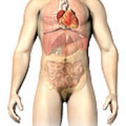 Male Anatomy Of Internal Organs Poster