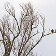 Male And Female Bald Eagles Poster