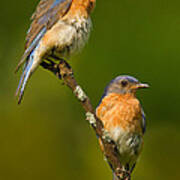 Male And Female Bluebirds Poster