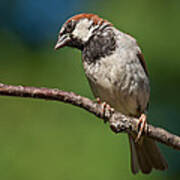 Male House Sparrow Perched In A Tree Poster