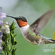 Male Hummingbird Poster