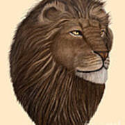 Male Lion Portrait Poster
