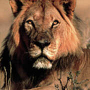 Male Lion Poster