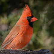 Male Northern Cardinal 3 Poster