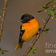 Male Northern Oriole Poster