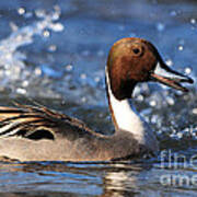 Male Northern Pintail Poster