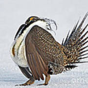 Male Sage Grouse Poster