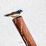 Male Tree Swallow No. 1 Poster