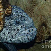 Male Wolf Eel Poster