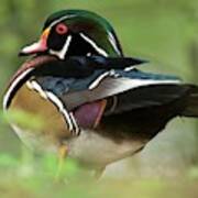 Male Wood Duck Poster