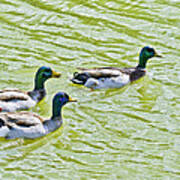 Mallard Buddies Poster