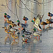 Mallards On A Frozen River Poster