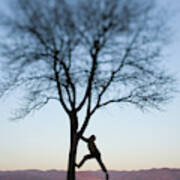 Man Climbing Lone Tree Poster