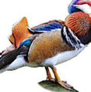 Mandarin Duck Poster