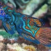 Mandarinfish On A Reef Poster