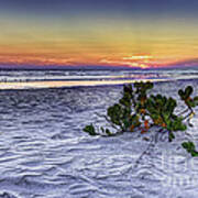 Mangrove On The Beach Poster