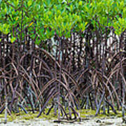 Mangroves Poster