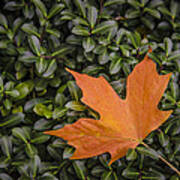 Maple Leaf On Boxwood Poster