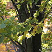 Maple Leaves 20121020_1_184 Poster