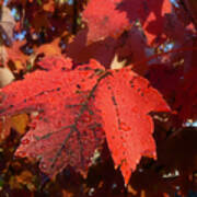 Maple Leaves In Autumn Red Poster