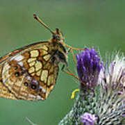 Marbled Fritillary On Thistle Swiss Alps Poster