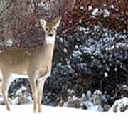 March Snow And A Doe Poster