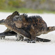 Marine Iguana Males Fighting Turtle Bay Poster