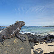 Marine Iguana Santa Cruz Isl Galapagos Poster