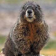 Marmot Poster