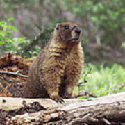 Marmot Poster