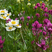 Narcissus Anemone And Rosy Paintbrush Poster