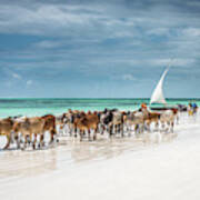 Masai Cattle On Zanzibar Beach Poster