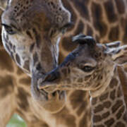 Masai Giraffe And Calf Poster