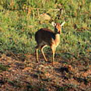 Masai Mara Dikdik Deer Poster
