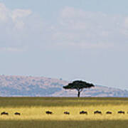 Masai Mara Wildebeest Migration Poster