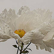 Matilija Poppy White On White Poster