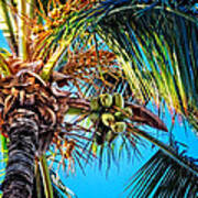 Maui Palm Poster