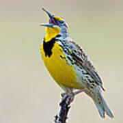 Meadowlark Singing Poster