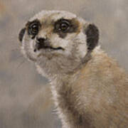 Meerkat Portrait I Poster