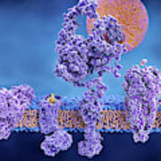 Membrane Proteins, Illustration Poster
