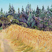 Mendocino High Grass Meadow At Susan's Place In July Poster