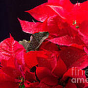 Merry Poinsettia Poster