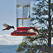 Mesa Verde Hummingbirds Feeding Poster