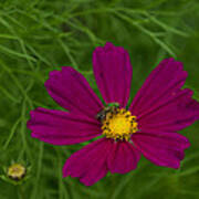 Metallic Green Bee On Cosmos Poster