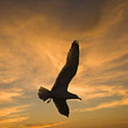 Mew Gull At Sunset La Jolla California Poster