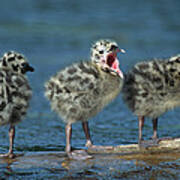 Mew Gull Three Chicks Poster